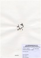 藏品(弓龍鬚菜)的圖片